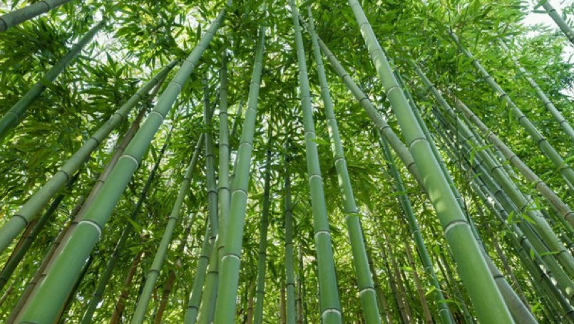 Bambu en